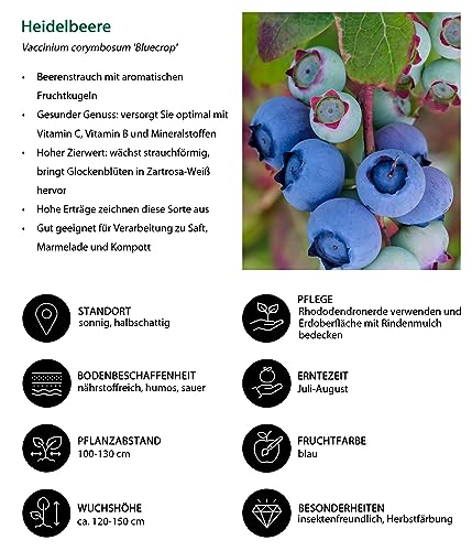 Dehner Bluecrop Heidelbeere Strauch 3 l Topf frosthart aromatisch