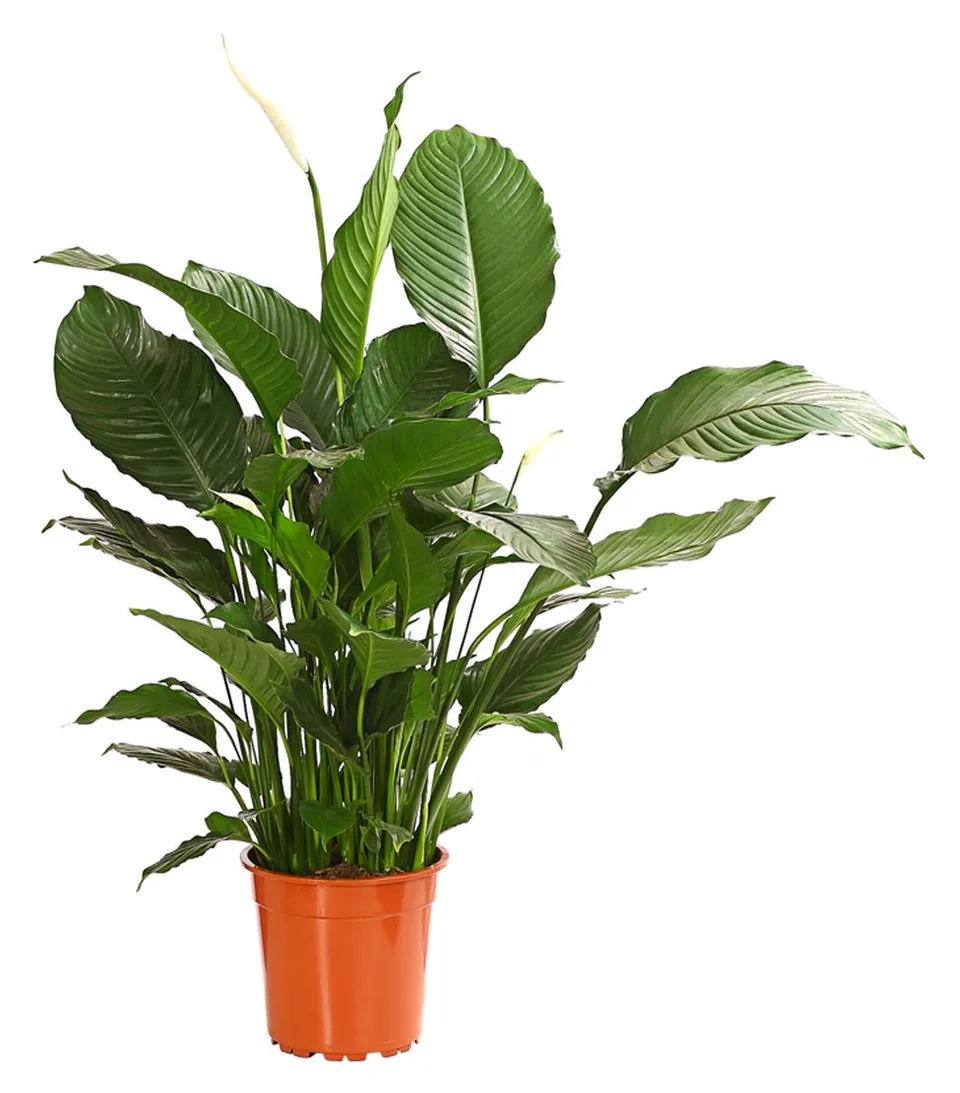 Dehner Silvana Einblatt Zimmerpflanze weiß 90-100 cm Topf 24 cm