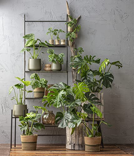 Dehner Premium Lovely Fensterblatt-Monstera Zimmerpflanze 19 cm mit Moosstab