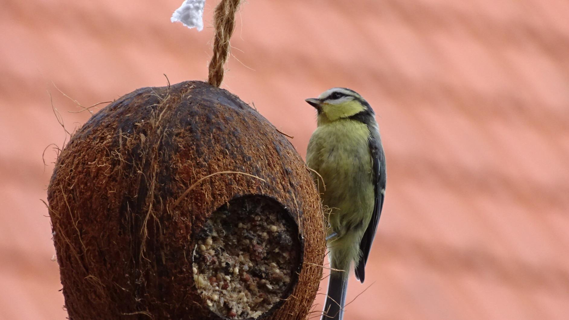 Dehner Natura Wildvogelfutter Snackmix 6-teilig energiereich