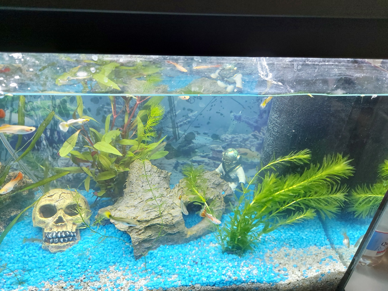 Dehner Aqua Aquarienkies 4-6 mm pastellgrün 5 kg