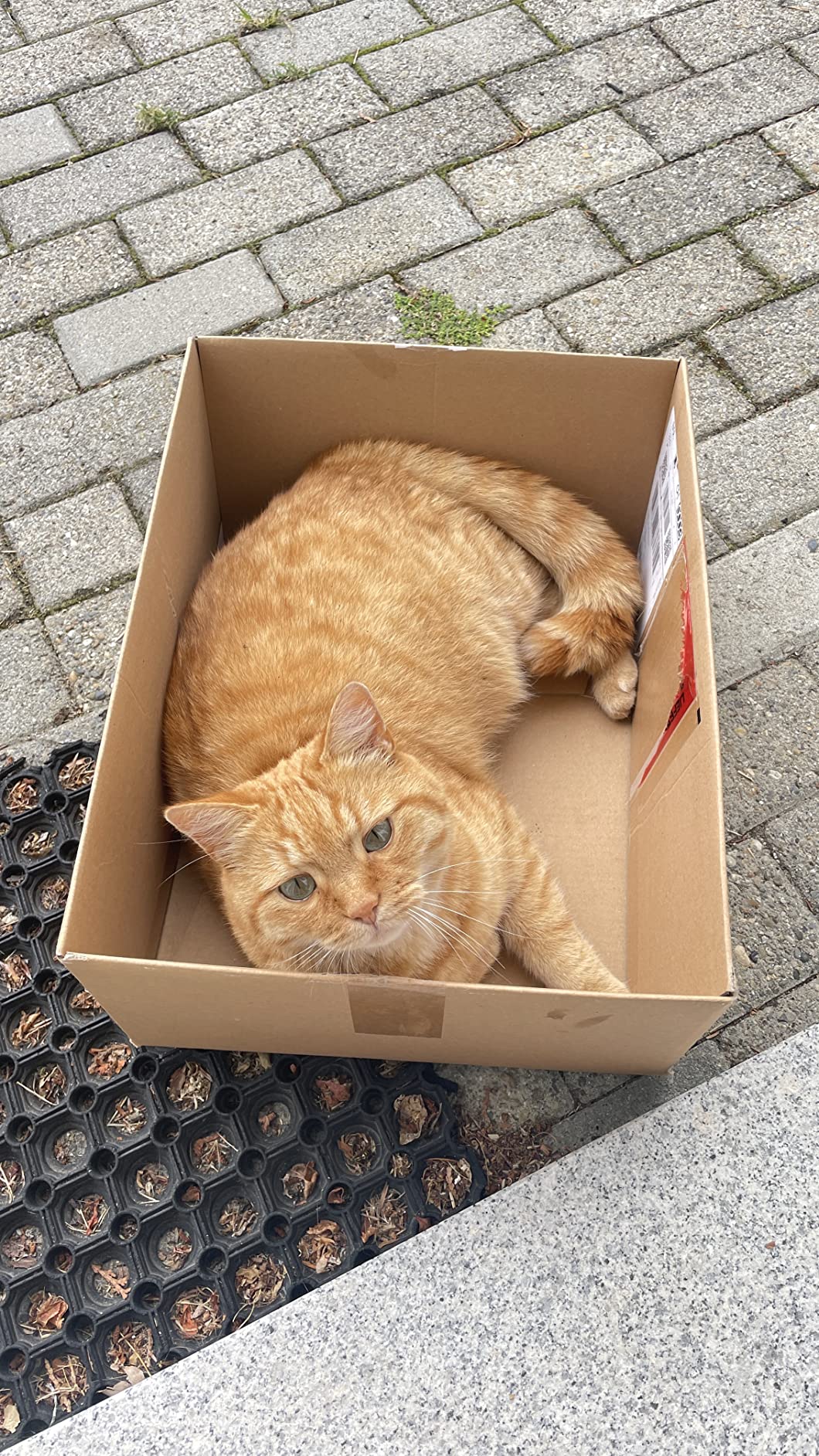 Leonardo Adult Ente Trockenfutter 2kg für Katzen