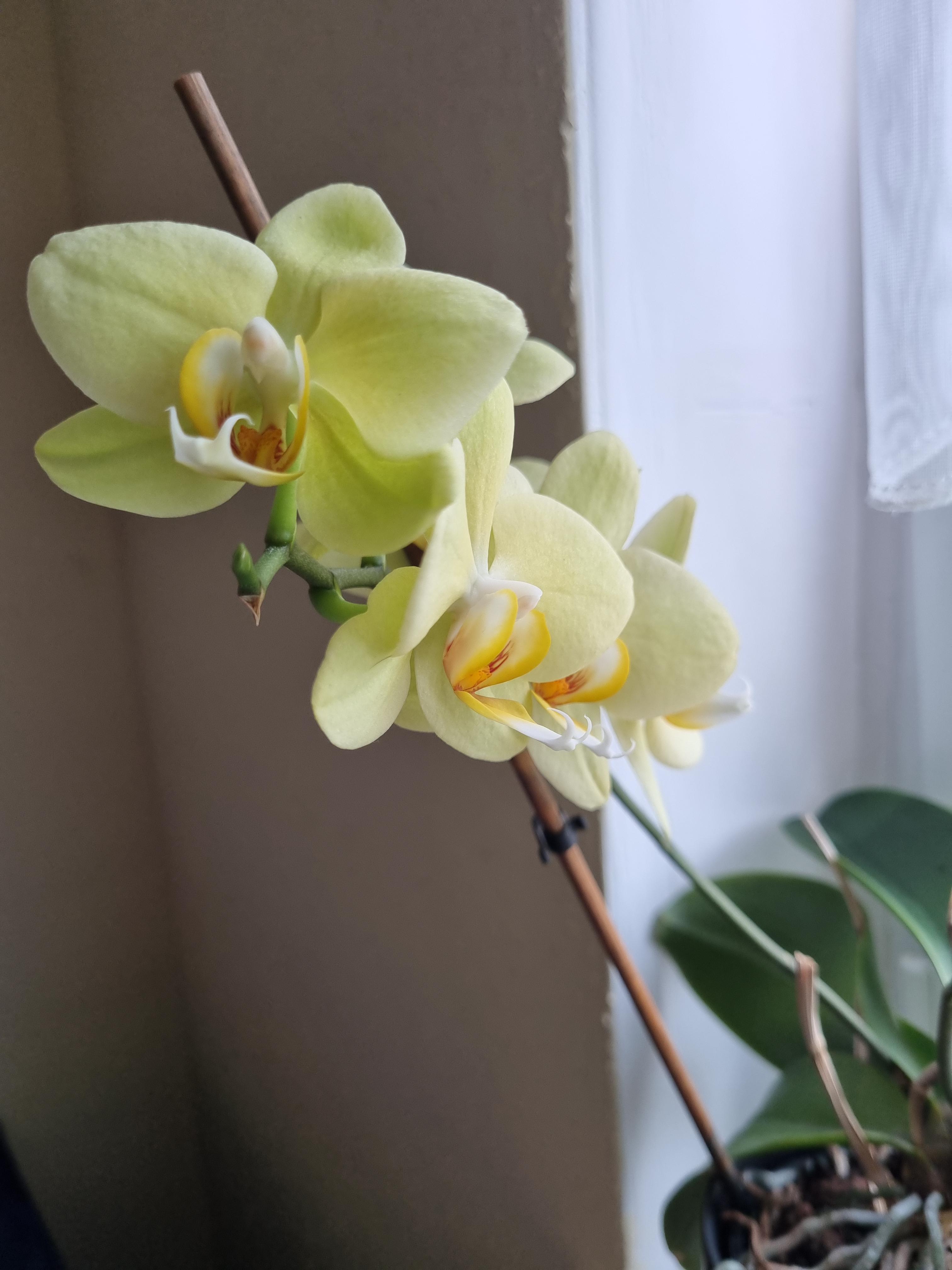 Dehner Orchideen Vitalkur Flüssigdünger 10x30ml