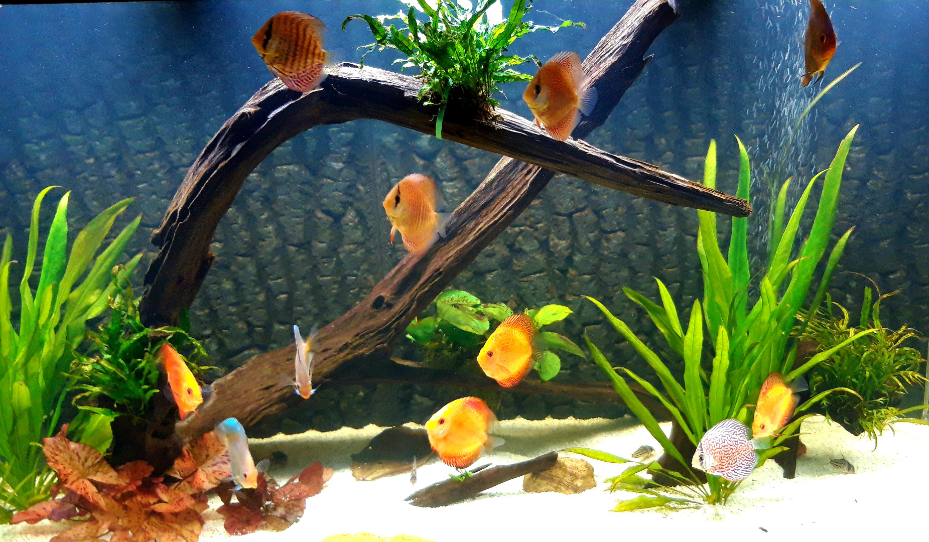 Dehner Aqua Mangrovenwurzel Extra Large Aquariendeko 80-90 cm