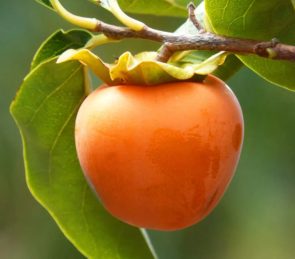 Dehner Ragno Kaki-Pflaume Obstbaum 9,5l süß-mild