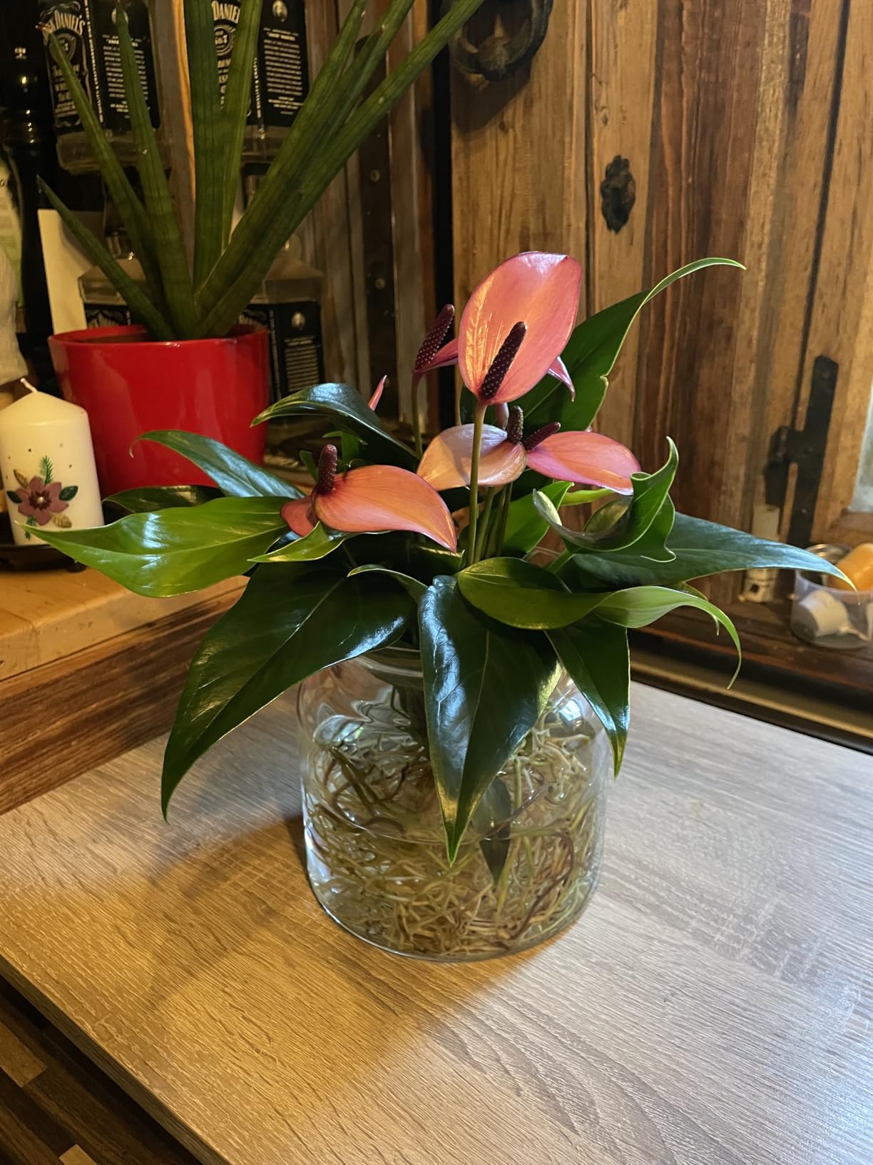 Dehner Waterplant Flamingoblume Glas lila 25 cm Hydro