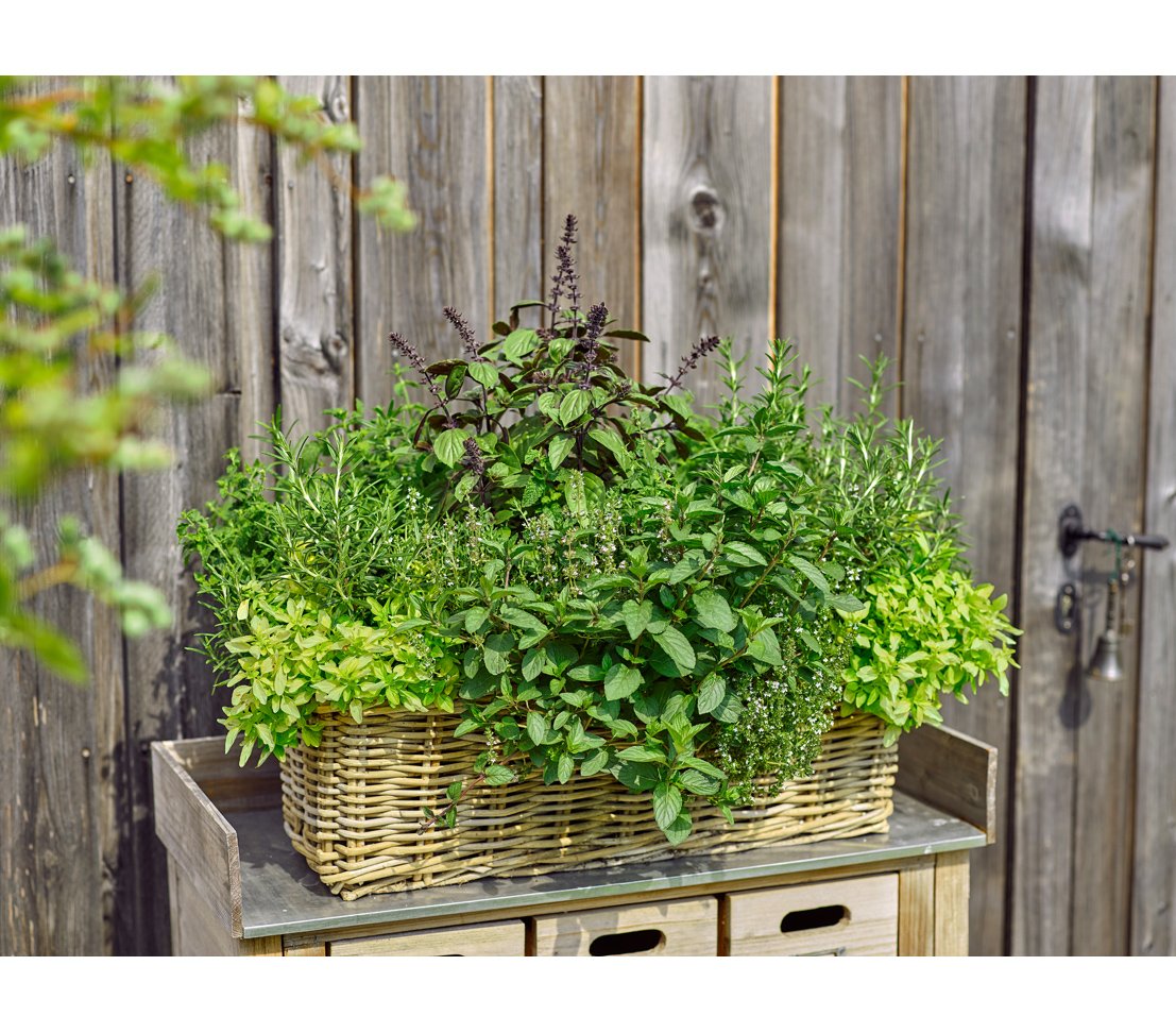 Dehner Rattan Pflanzkasten 30x15x15cm grau-braun wetterfest