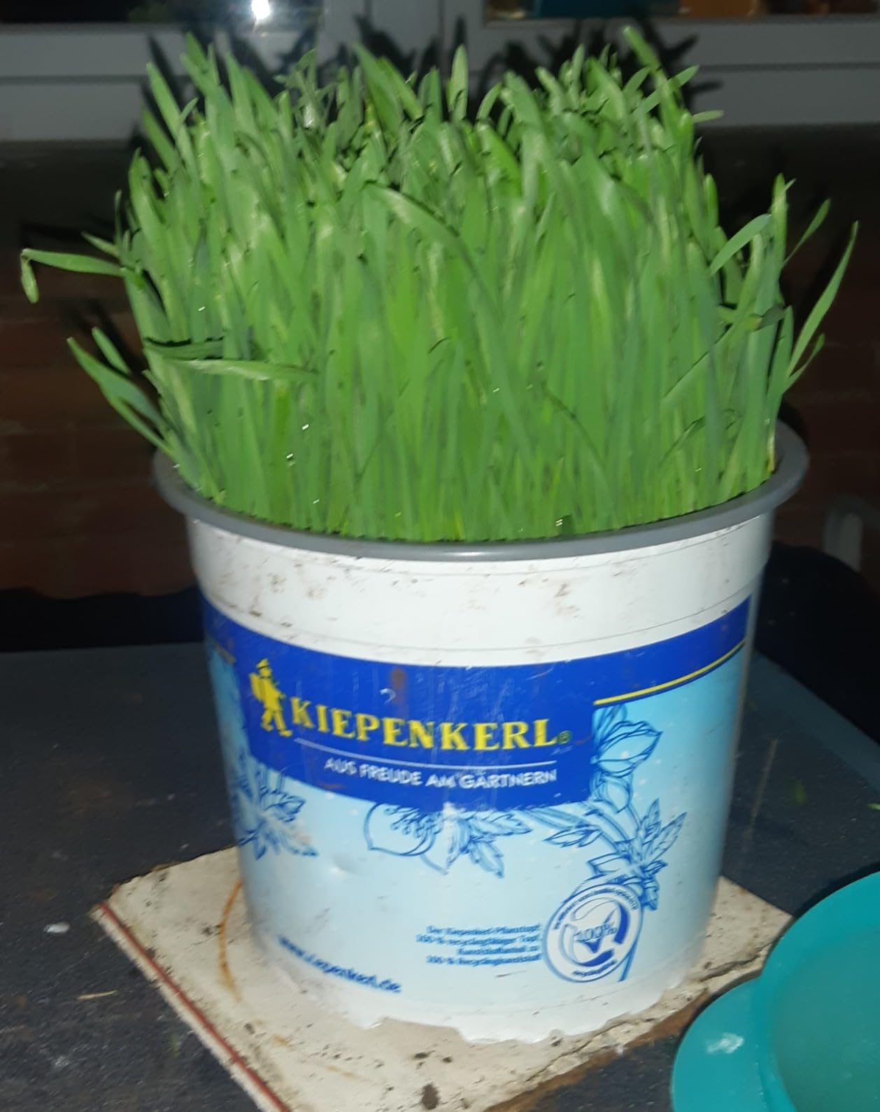 Dehner Lieblinge Katzengras Saatgut 6x100g 600g