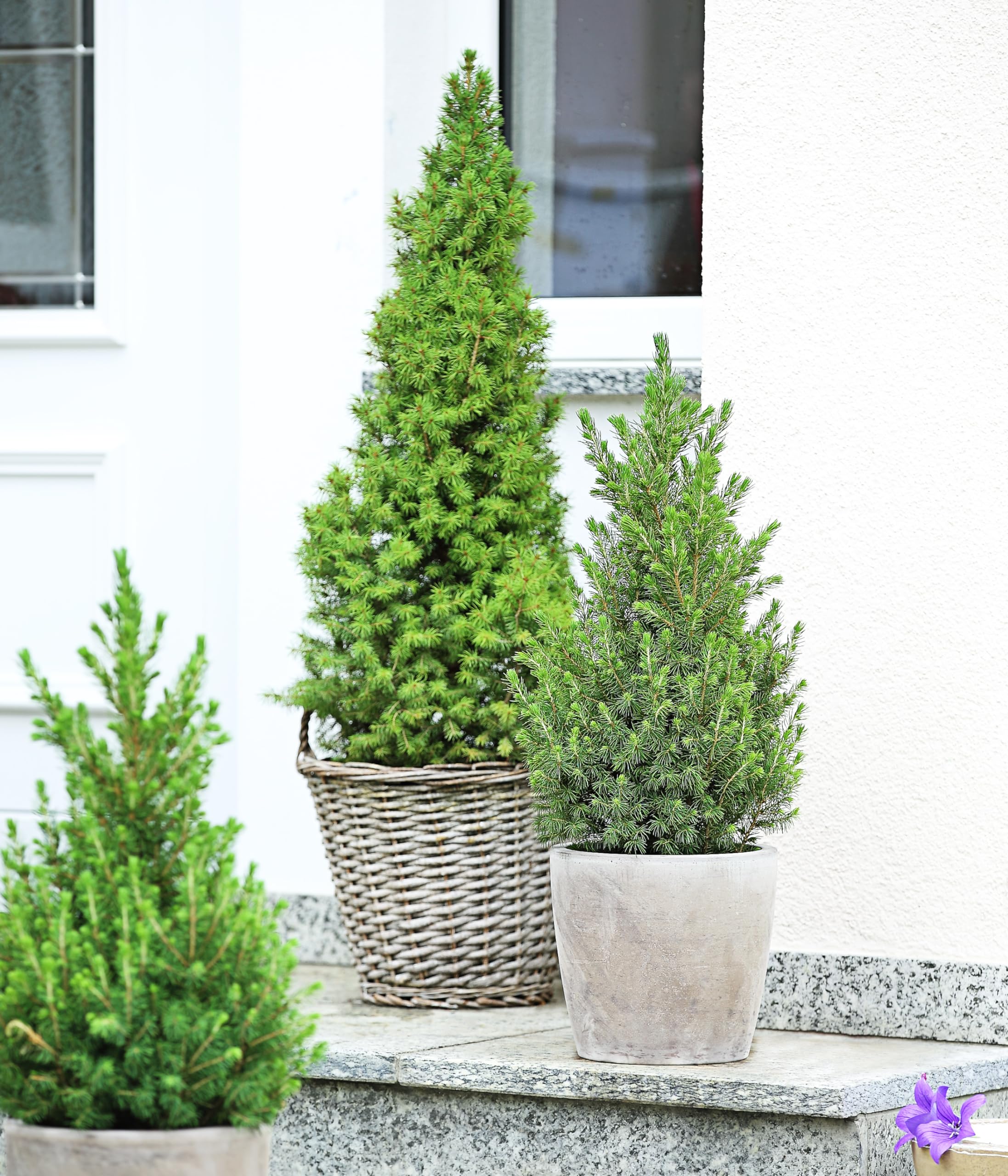 Dehner Conica Zuckerhut-Fichte 50-60 cm Topf 19 cm