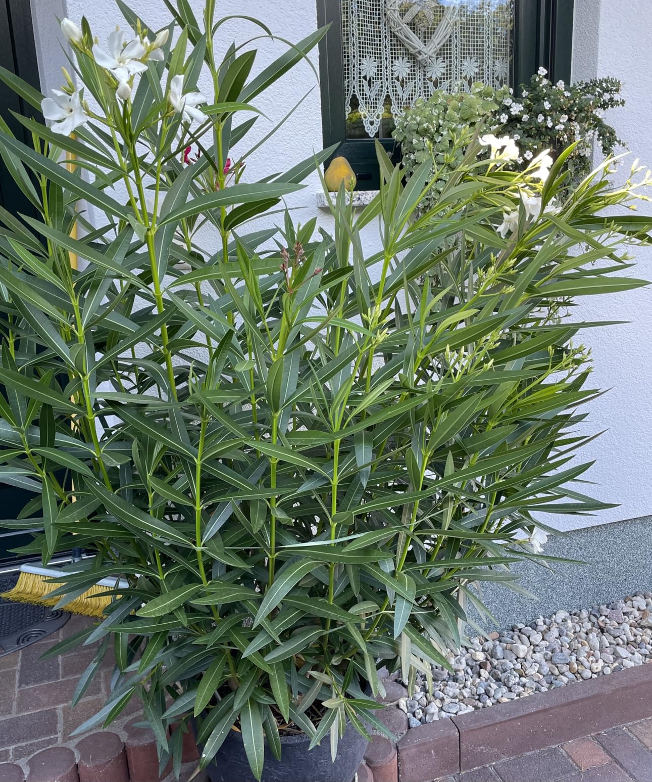 Dehner Oleander- Mediterrandünger Flüssigdünger 500 ml NPK