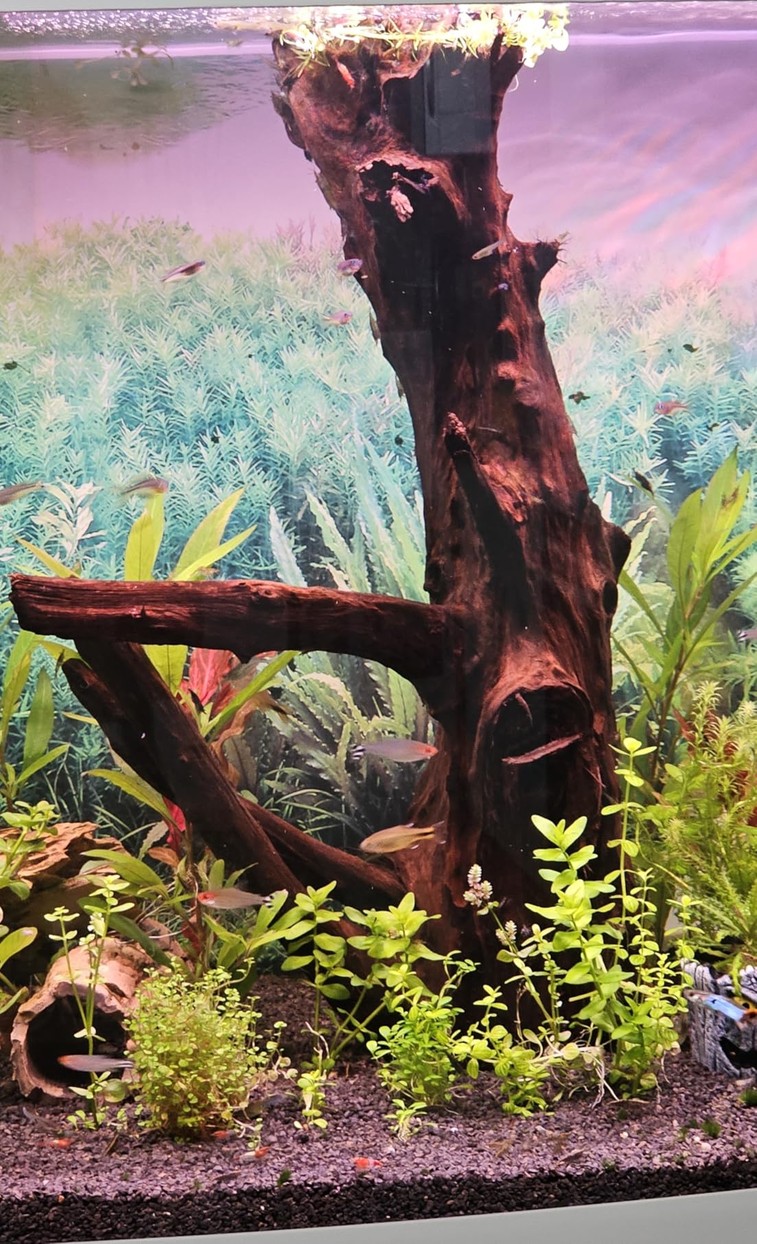 Dehner Aqua Mangrovenwurzel medium Aquariendeko 30-40 cm