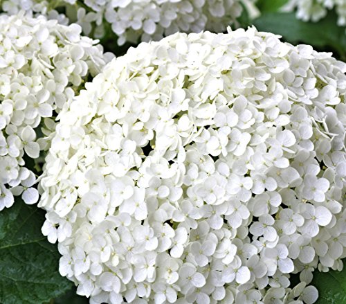 Dehner Strong Annabelle Hortensie creme-weiß 40-50 cm winterhart
