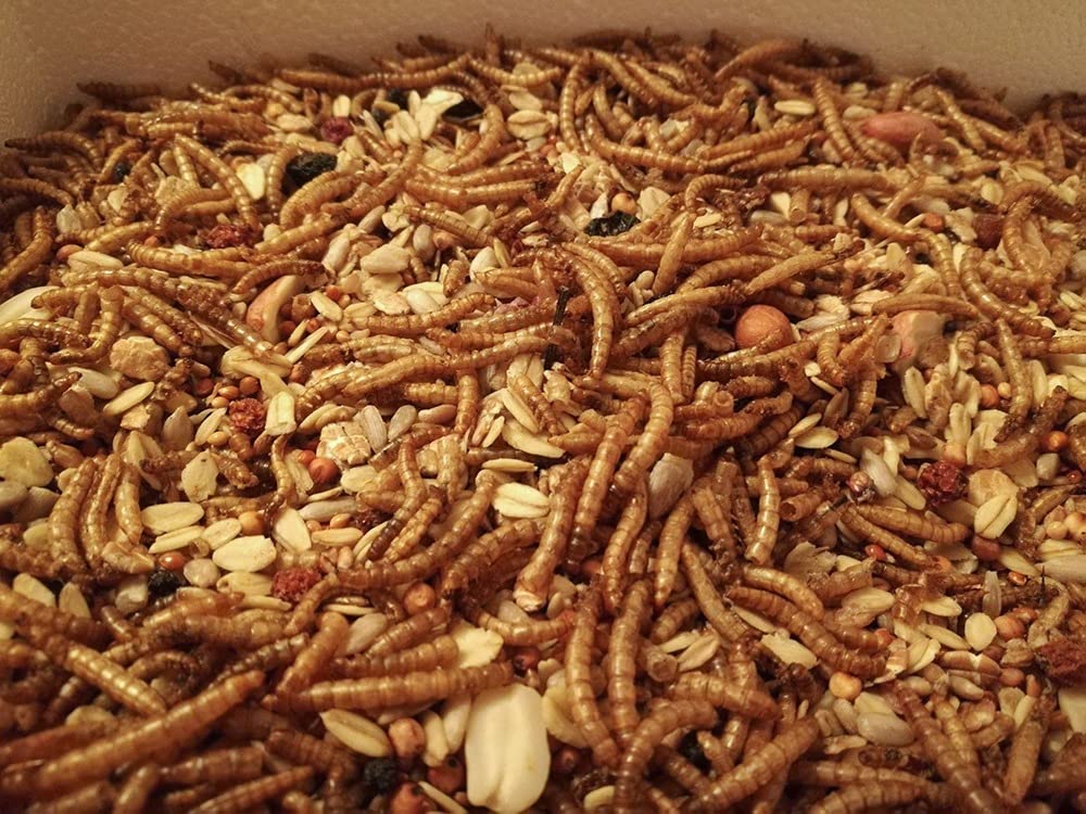 Dehner Lieblinge Mehlwürmer Wildvogelfutter 500g proteinreich