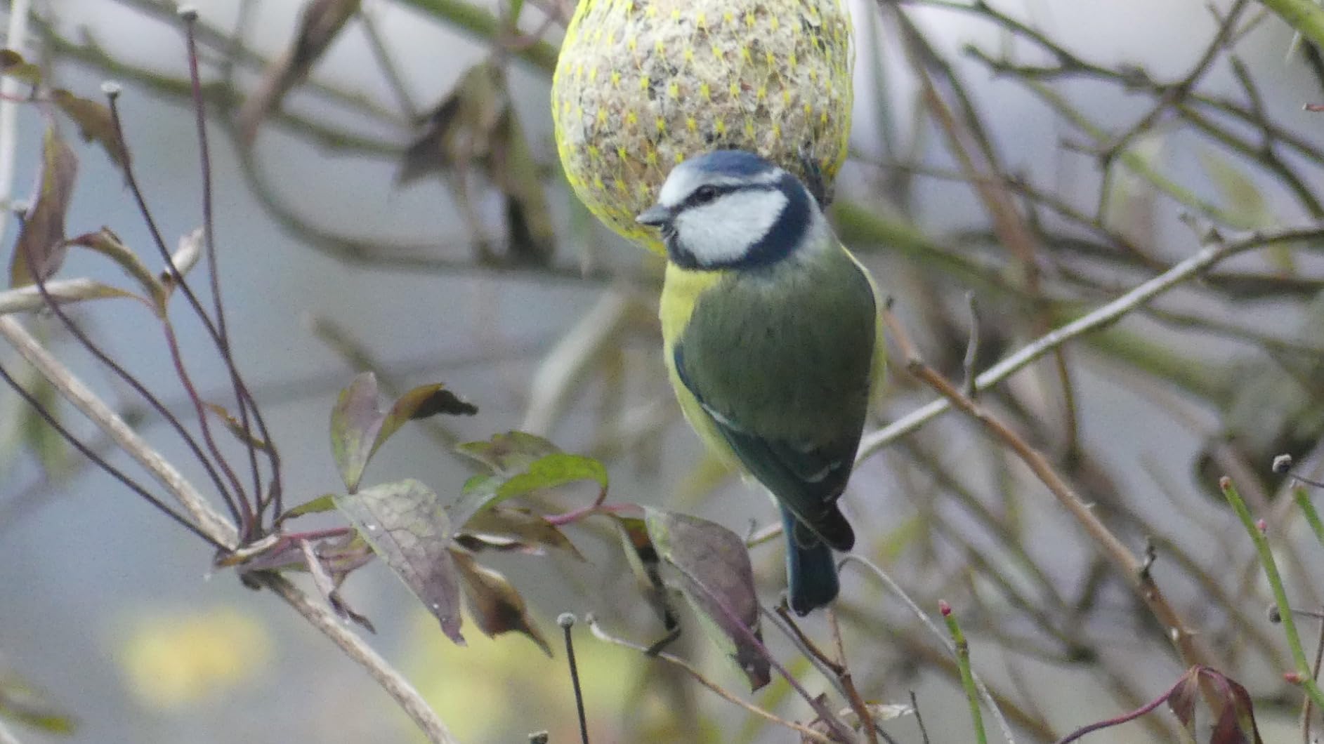 Dehner Natura Meisenknödel mit Netz 100 Stück 10 kg