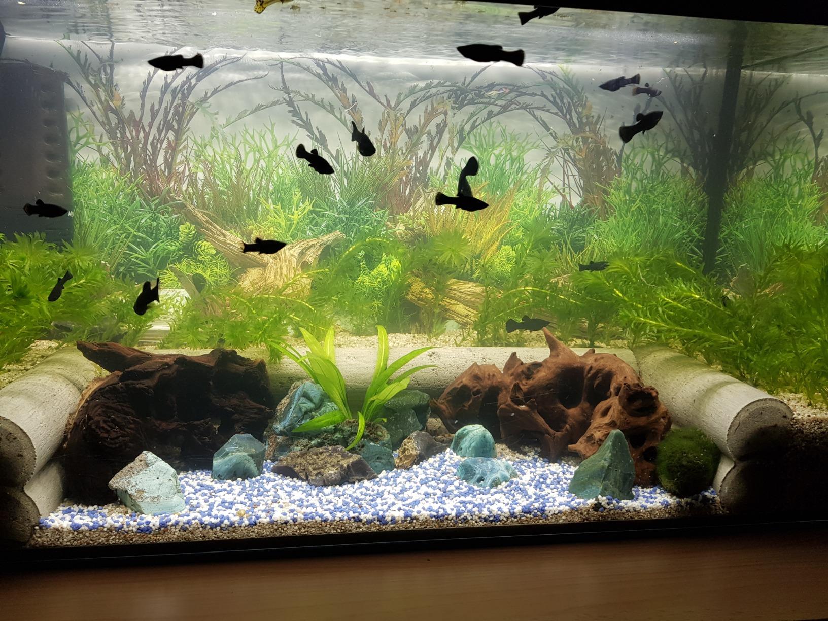 Dehner Aqua Aquarienkies Weiß 1-2mm 3x5kg