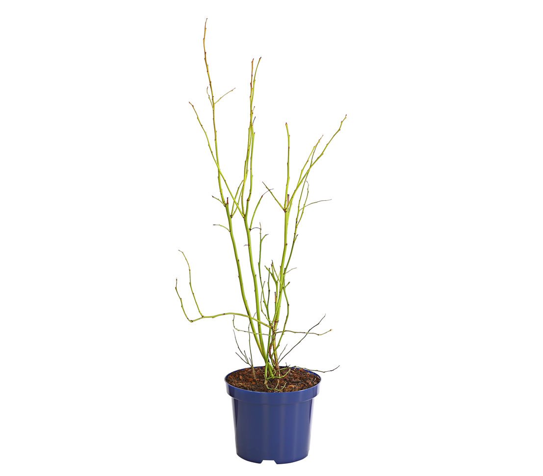 Dehner Goldtraube Heidelbeere 50-60 cm 3 l Topf süss