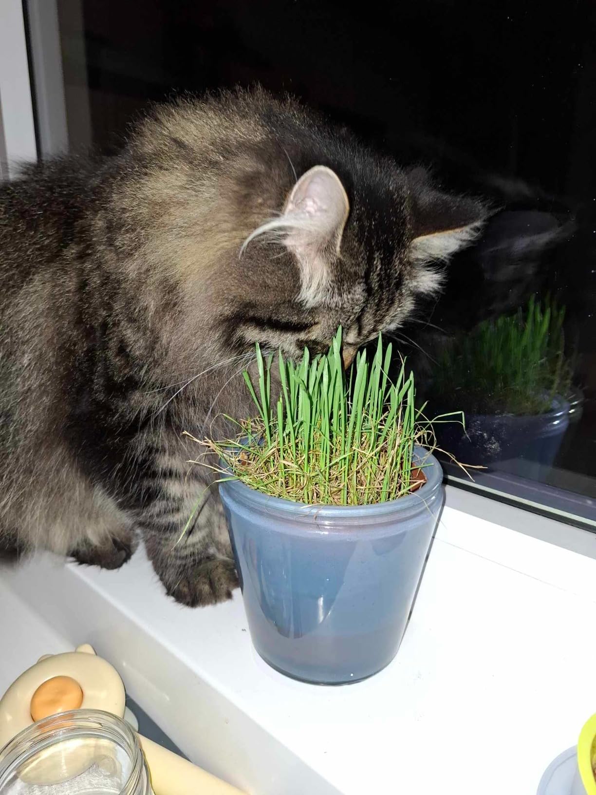 Dehner Lieblinge Katzengras Saatgut 6x100g 600g