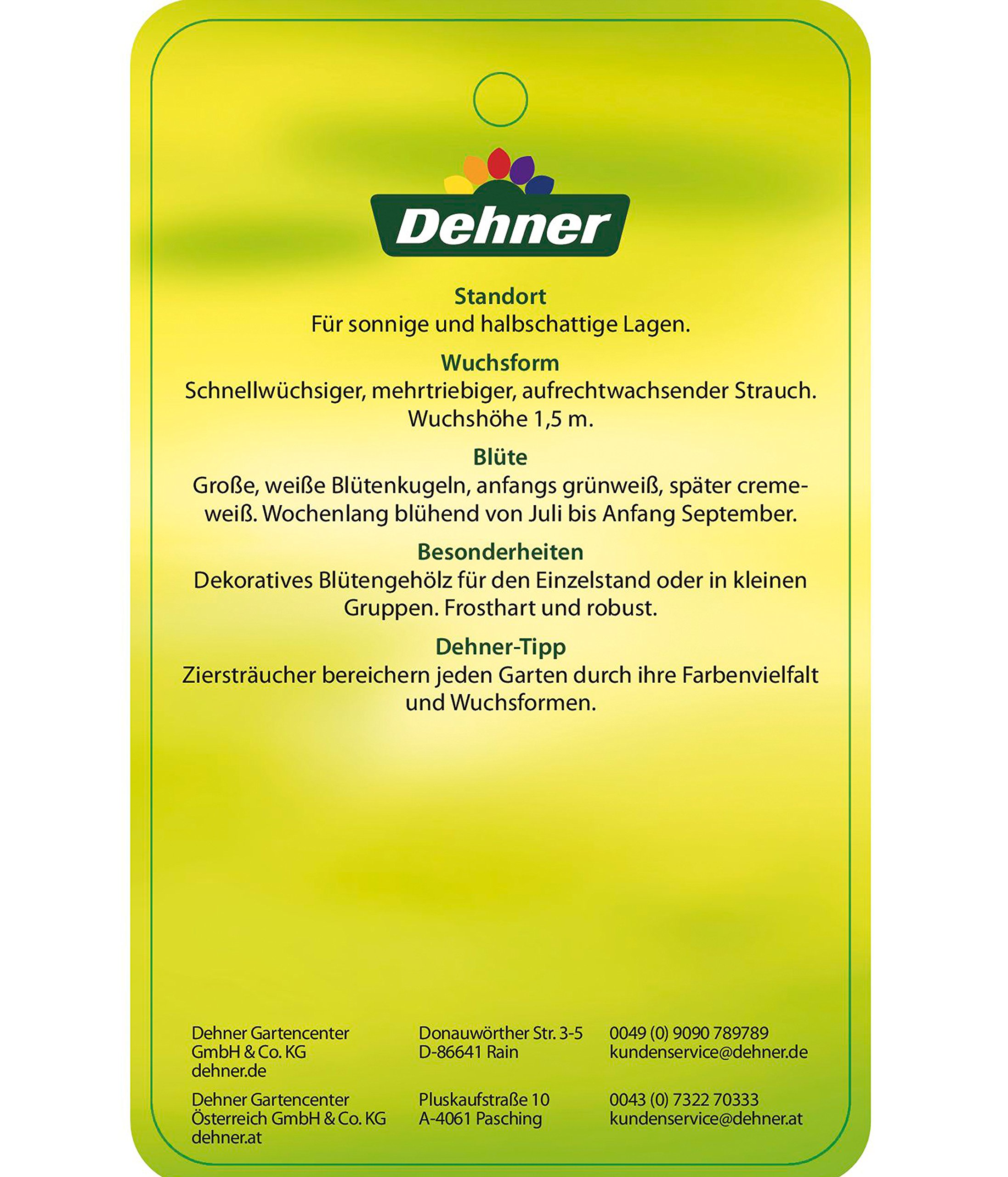 Dehner Strong Annabelle Hortensie creme-weiß 40-50 cm winterhart